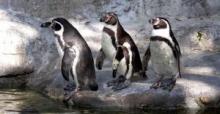 cluster of penguins